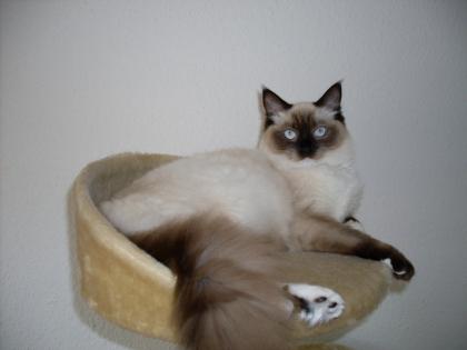 Wunderschöne Ragdoll-Katze zu verkaufen