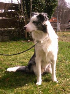 Border Collie-Rüde 1 Jahr