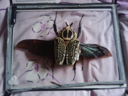 Insekten verschiedener Art und Größe zu verkaufen