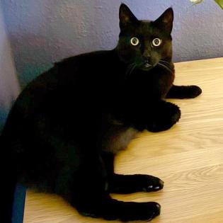 LUNA und KIKI - europäische Kurzhaarkatze - Tierhilfe-Franken e. V.