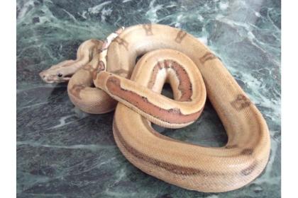 0. 1 boa c. i. salmon striped