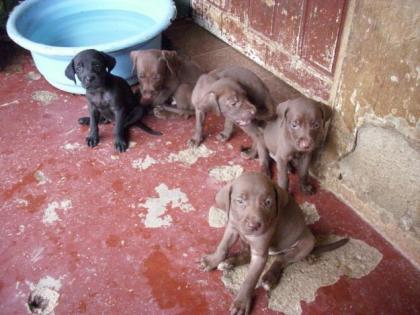 Labradorwelpen 8 Wochen alt