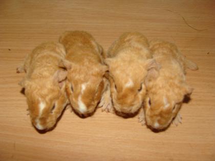 Rassemeerschweinchen