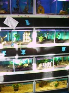 Aquarienanlage Zuchtbecken Garnelen Zuchtanlage