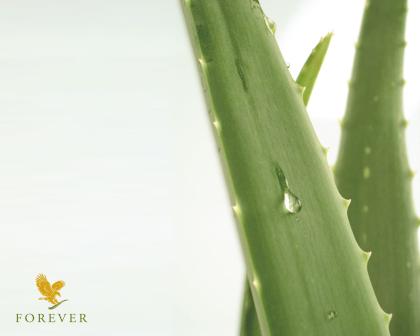 Aloe Vera Produkte für Ihre Gesundheit