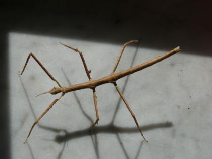 Stabschrecken Medauroidea extradentata abzugeben