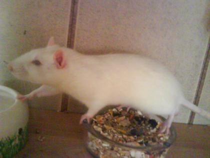 Zwei 1 Jährige Böcke Ratten Zu verschenken