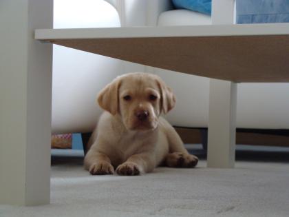 Labrador- Welpe