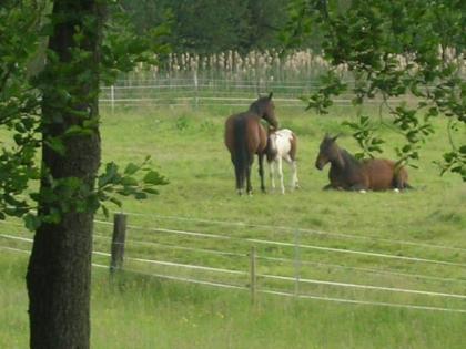1-2 Weideplätze in 34270 Schauenburg-Elgershausen frei