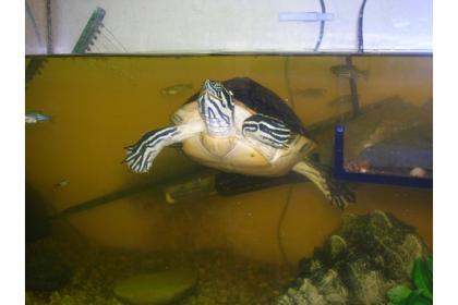 Floridaschmuckschildkröte und / oder Aquarium