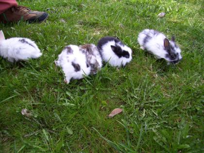 Süße Zwergkaninchen/ Löwenkopfwidderzwerge ab 24. 4. abzugeben