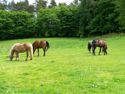 Biete freie Plätze im Offenstall auch Rehepferde