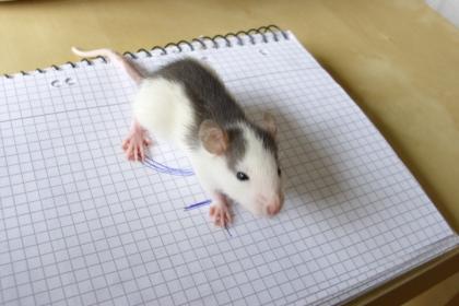 Wunderschöne Farbrattenwelpen abzugeben KEINE FUTTERTIERE