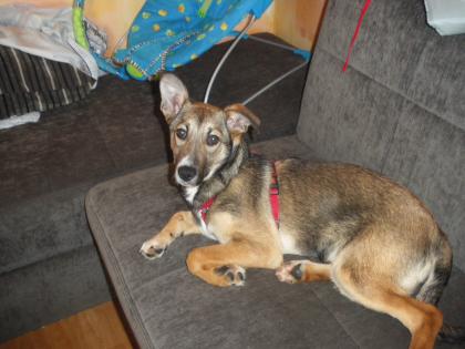 Greta sucht liebevolles zuhause