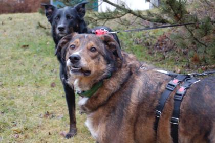 BALTOS - Mix - 3 Jahre - Tierhilfe-Franken e. V.
