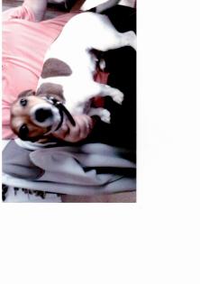 Jack-Russel Hünden