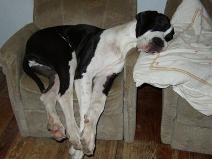 Dt. Dogge sucht neues Zuhause