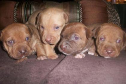Pitbull Terrerier der Zuchtlinie Red Nose