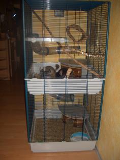 Verkaufe 3 Chinchillas gr. Käfig Zubehör