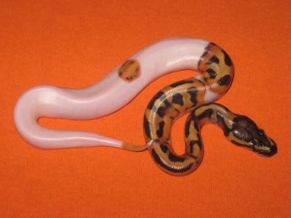 Junge Tiere Albino Pieblald mit Terrarien.