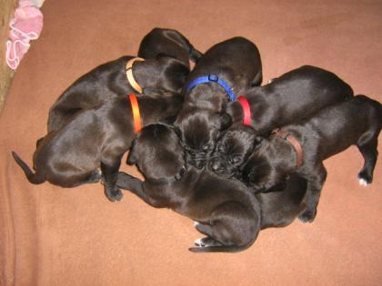 Reinrassige Deutsche Doggen Welpen suche ein neuen Wirkungskreis.