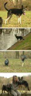 Stettiner Hunde in Not ARES acht Monate alter Mischling mittelgroß