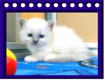 Wir haben traumhaft schöne hl. Birma Kitten 3 3 .