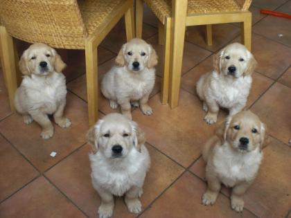 Golden Retriever-Welpen hervorragend sozialisiert
