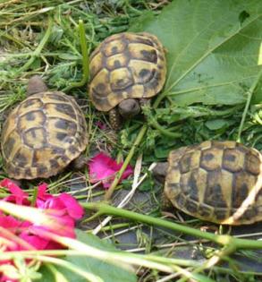Griechische Landschildkrötenbabys Thb
