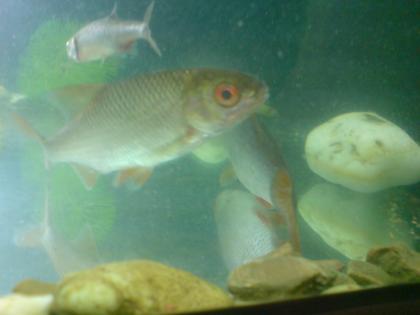 Frische Köderfische
