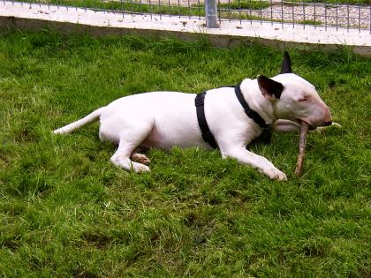 Bullterrierhündin in liebevolle Hände zu geben Dringend