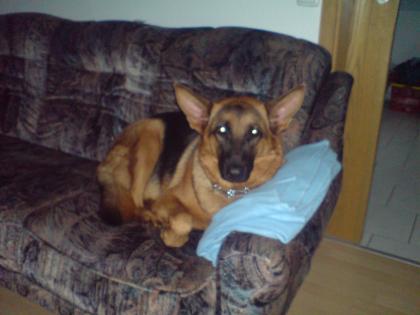 Schäferhund zu verkaufen