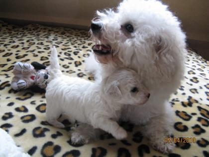 Zauberhafte Bichon Frise Welpen