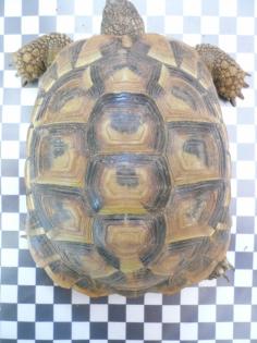 Verkaufe 1 0 griechische Landschildkröte 2022 nach BaWü