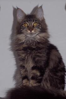 Maine-Coon Joungstar