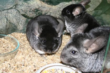 Junge Chinchilla Familie 2x Weibchen 1x Männchen/ Böckchen Terrarium
