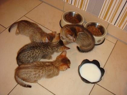4 Baby Bengalen zu verkaufen spottet