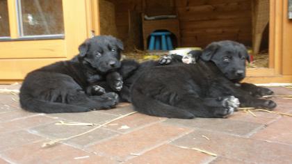 Schäferhund x Labrador-Schäferhund super süß