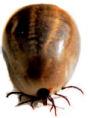 Kriebelmücken Gnitzen Zecken Milben - natürliche Parasitenabwehr