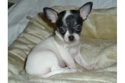Wünderschön Chihuahua-Welpen
