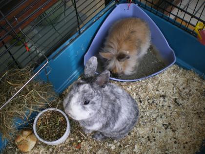 2 Kaninchen zu verkaufen