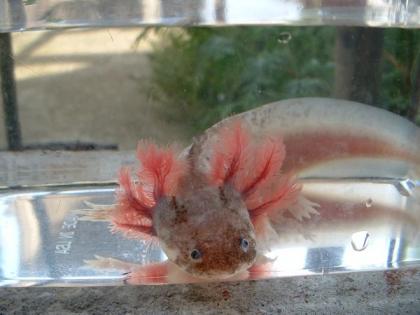 Axolotl Harlekin gesucht