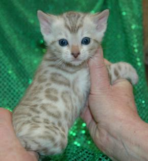 Bengal kittez für Sonderpreis
