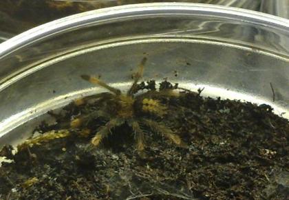 Psalmopoeus cambridgei 2-3 FH // Pterinochilus murinus rcf 1-2 FH // H. lividum