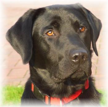 Mehrfacher V1 Labrador Retiever sucht Hündin zum decken