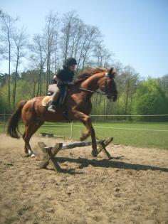 Suche RB MIT tunierteilnahme