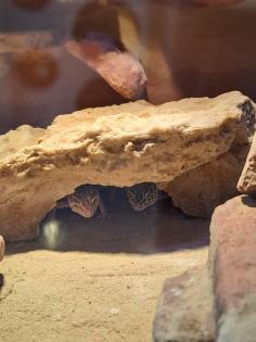 3 Leopardgeckos weiblich 5 5 Jahre alt