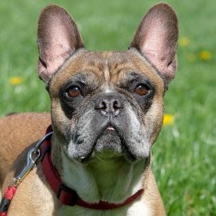 WINFRIED - Französische Bulldogge-reinrassig - 6 Jahre - Tierhilfe-Franken e. V.