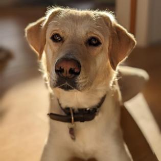 Abby - sucht ein hundeerfahrenes und souveränes Zuhause