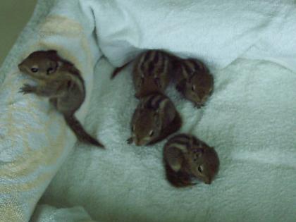 Chinesische Baumstreifenhörnchen Tamiops swinhoei zu verkaufen
